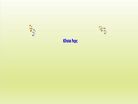 Bài giảng Khoa học 5 - Bài 53: Cây con mọc lên từ hạt - Lê Thị Kiều